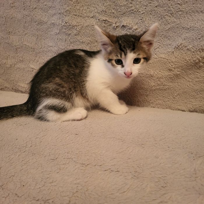 Подарую кошеня! Дівчинка