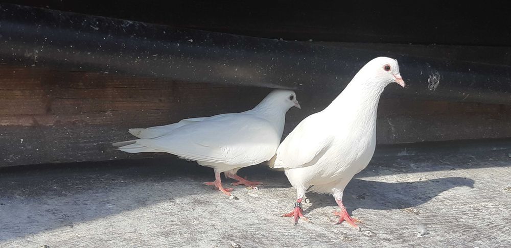 Gołębie Turkoty białe