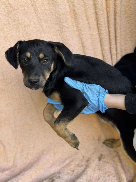Cudowny szczeniak do adopcji, Dziewczynka