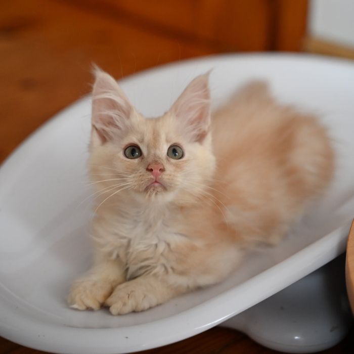 Maine coon kotka ruda dymna FPL