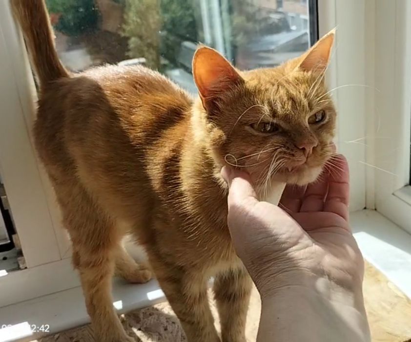 Котик в добрі ручки