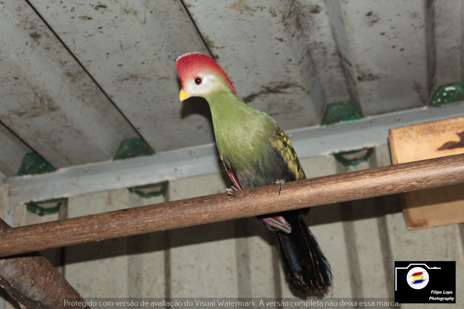 Turacos para venda com um ano