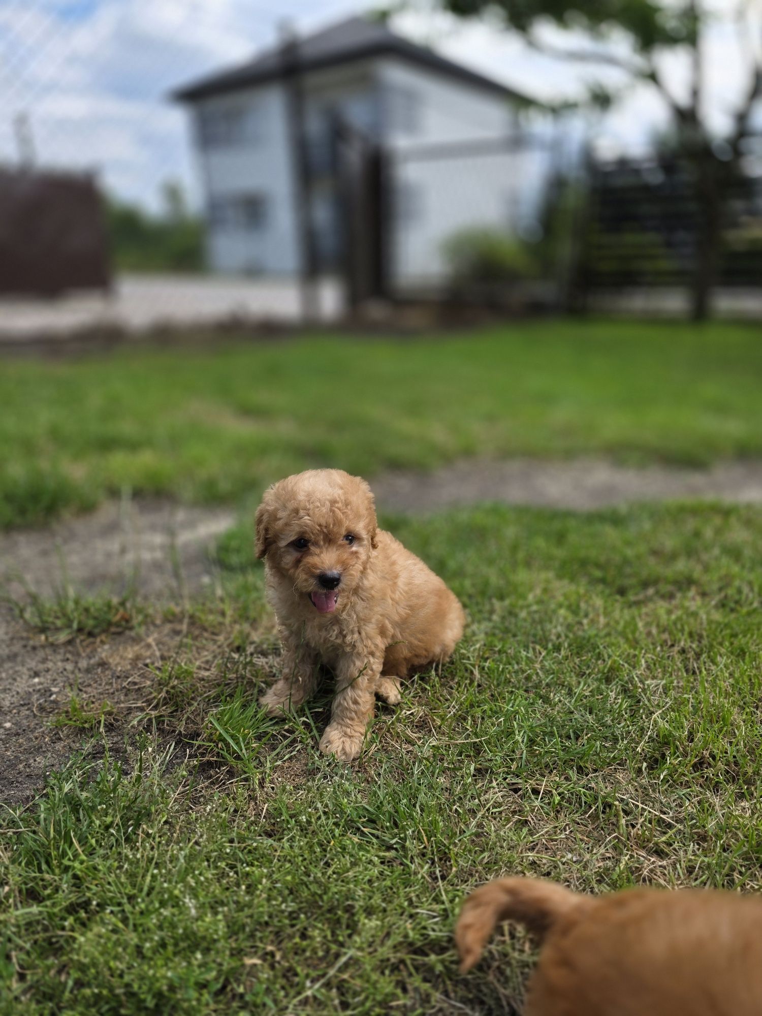 Pudel miniaturowy suczka