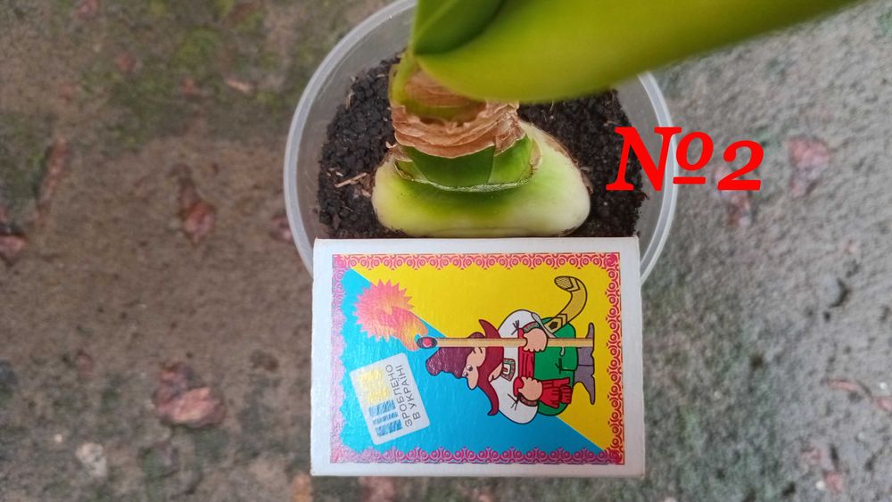 Детка красного гиппеаструма.