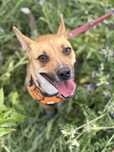 Simba – mały, rudy wulkan radości szuka domu! Adopcja