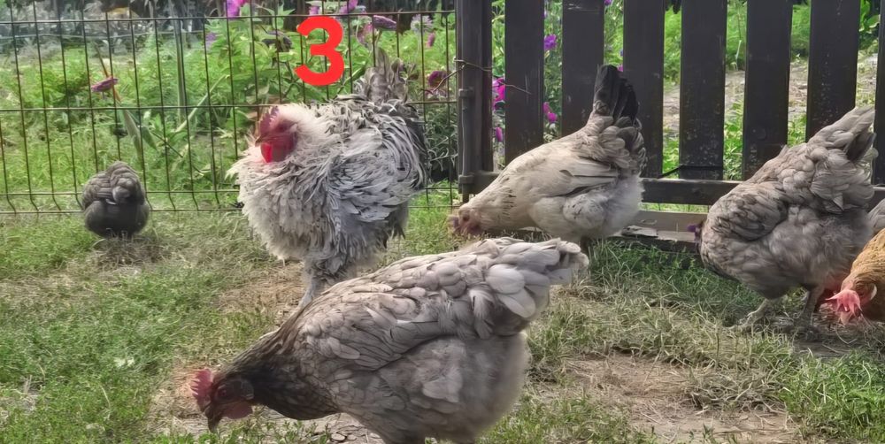 Kogut, kurczaki z własnego chowu