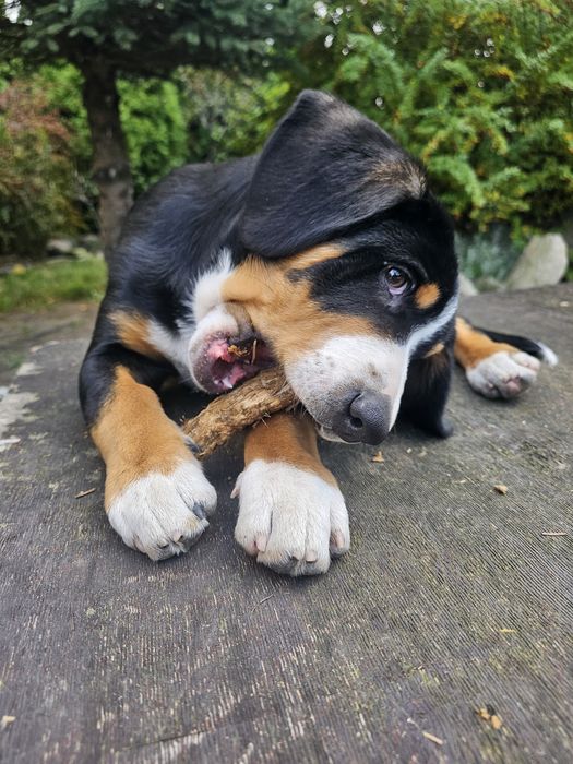 Entlebucher szczeniak