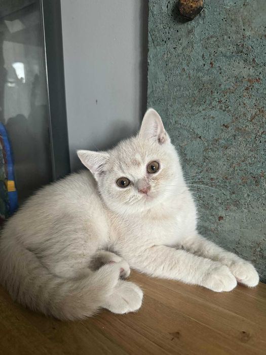 Flavia Liliowy Zakątek*Pl kotka w kolorze kremowym wystawowo/hodowlana