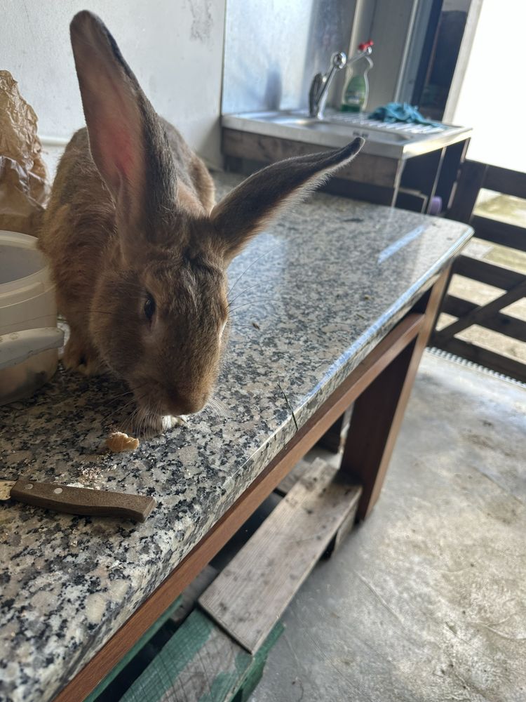 Casal de coelhos para venda