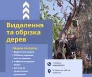 Зрізати дерево | Зрізання та обрізка дерев | обрізка плодових дерев