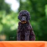 Pudel duży czarny - szczenię z hodowli Whoville Poodles FCI