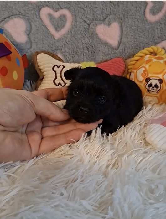 Maleńka suczka Yorkshire Terrier Black.