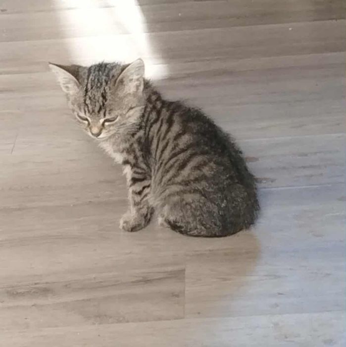 Kaj dwumiesięczny kocurek