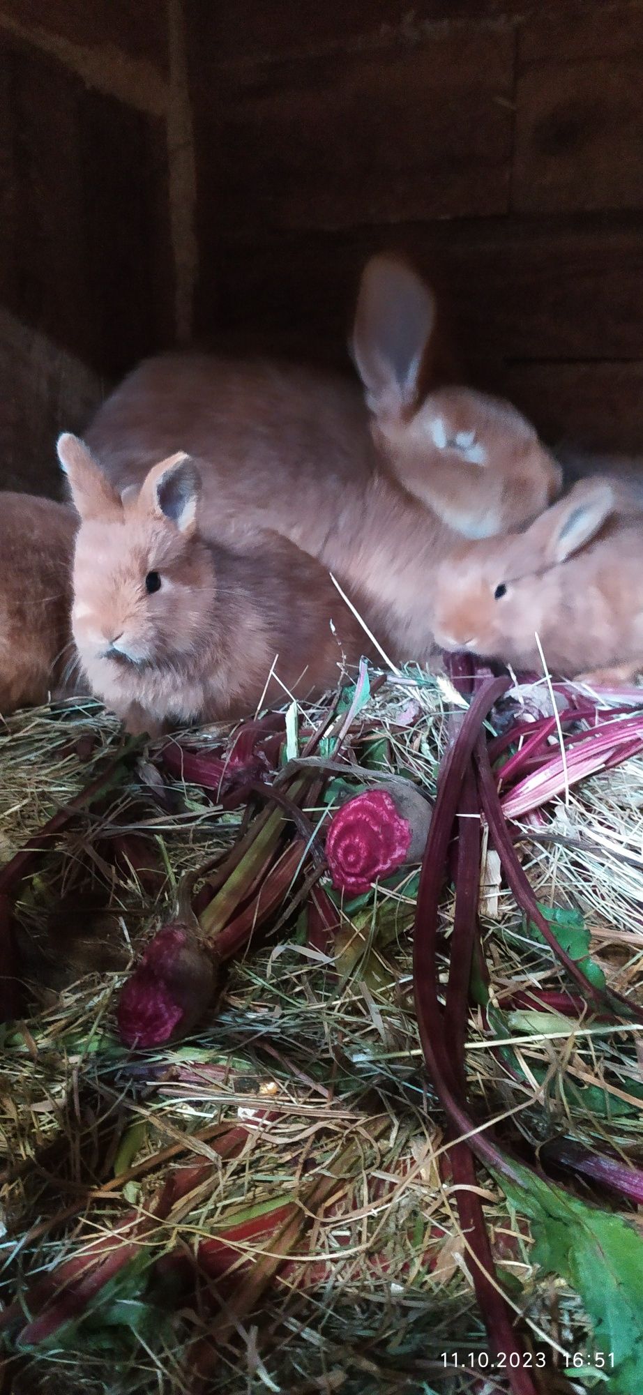 Продам самочку Бургундія.