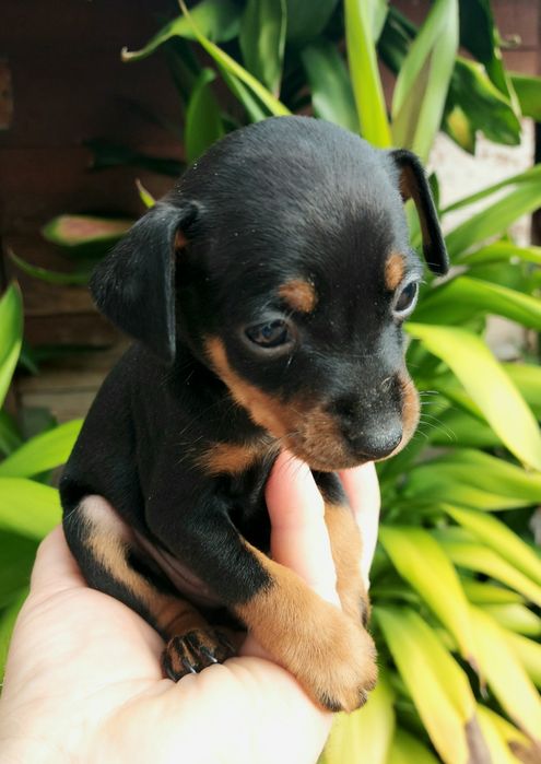Pinscher miniatura  preto afogueado