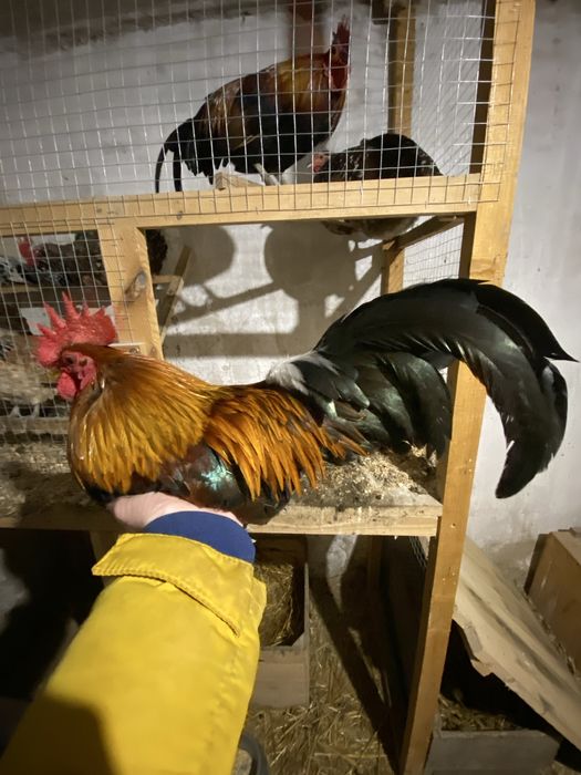 Karzełek polski liliputek