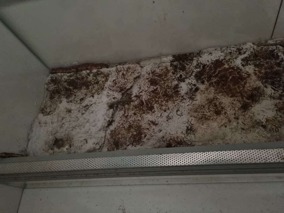 Terrarium z lampą