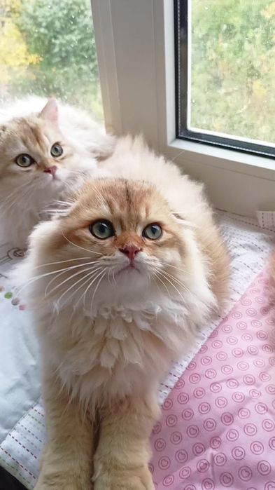 В живую ещё красивее. Шотландский вислоухий котик золотая шиншилла