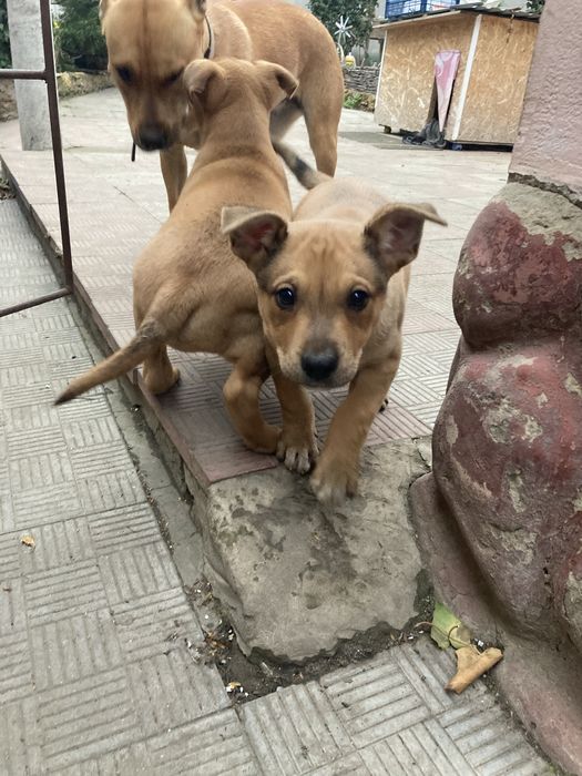 Подарую цуценят.