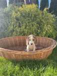 Szczeniak Beagle Suczka