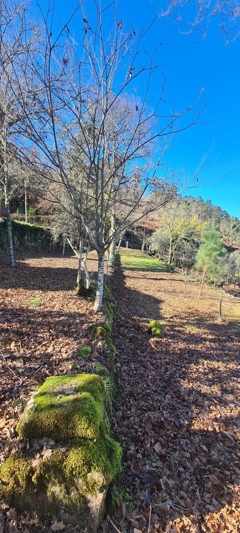 Quinta com 3.000 m2, com Ruínas em Pedra para Restaurar e Pomar