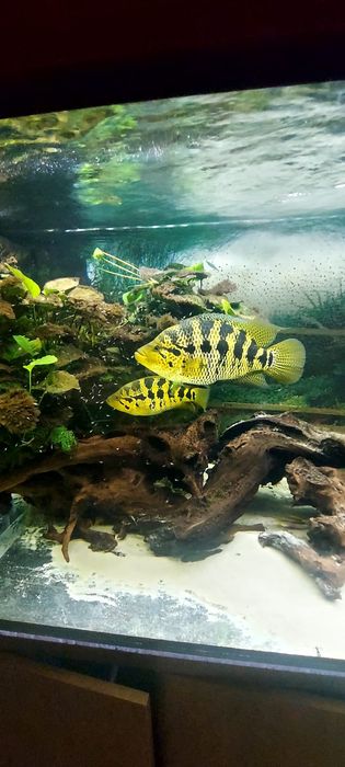 Parachromis loisellei pielęgnica