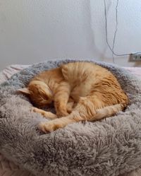 Лежанка пуф лежак подушка для кота кошки собаки кошок