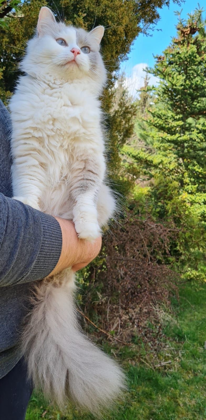 Śliczne kocięta Ragdoll gotowe do odbioru!