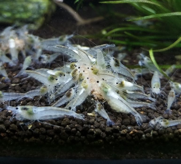 Krewetki neocaridina white pearl