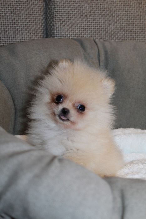 Бомбические мини шпицули