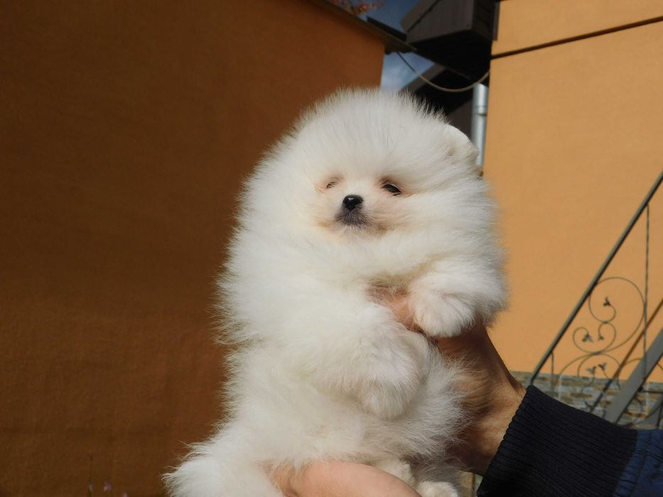 Міні хлопчик померанського шпіца, тип мішка