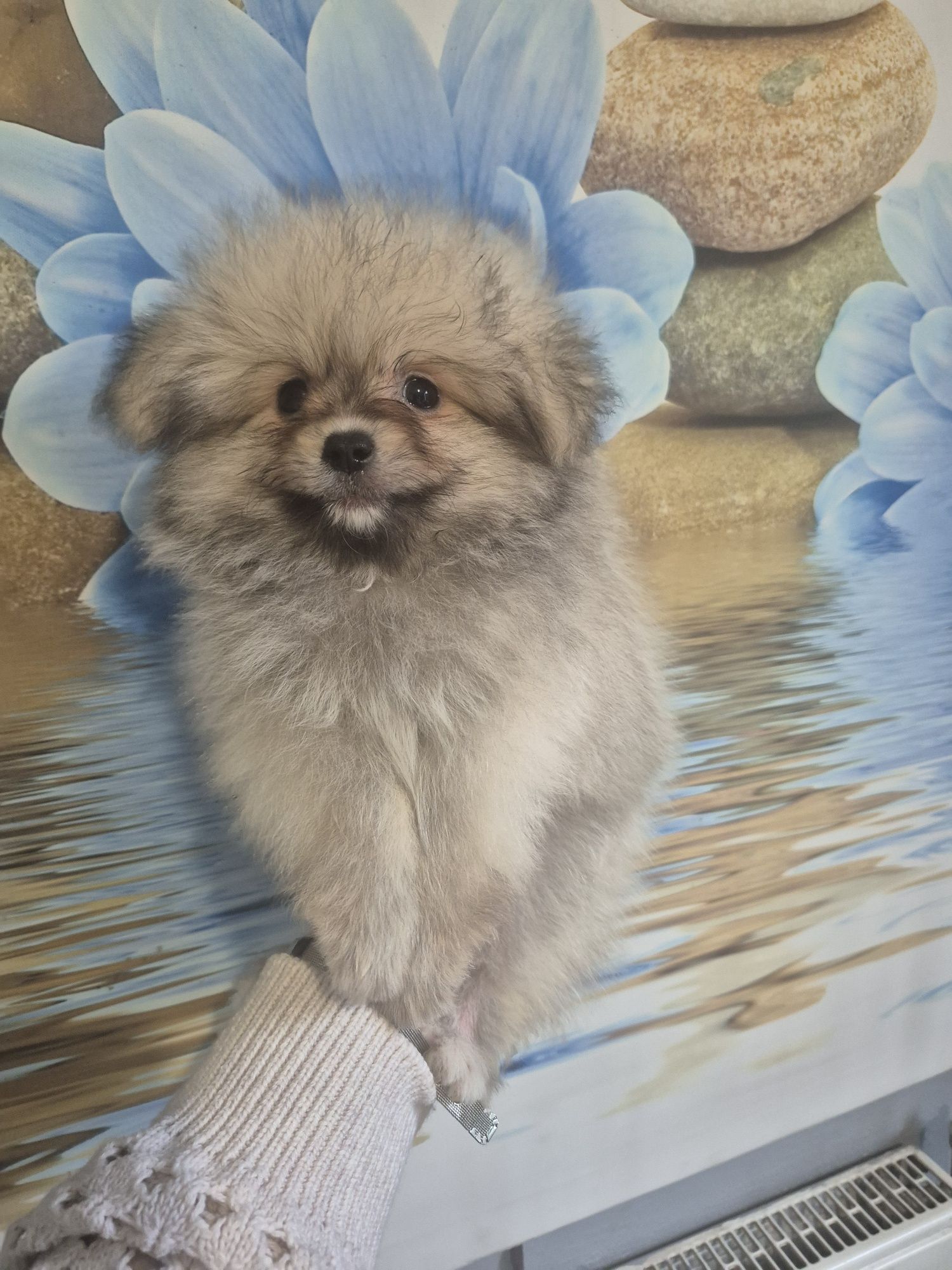 Pomapoo. Hybrida.