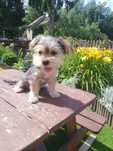 Morkie Malutki piesek Yorkshire terrier - Maltańczyk