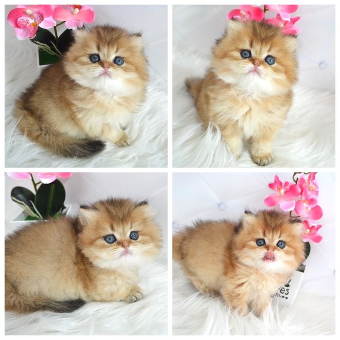 Британська золота шиншила кошенята