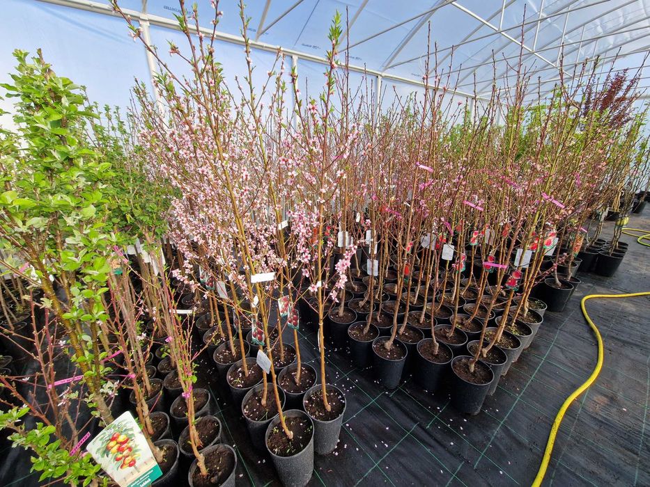 Drzewka Owocowe, Drzewka Ozdobne