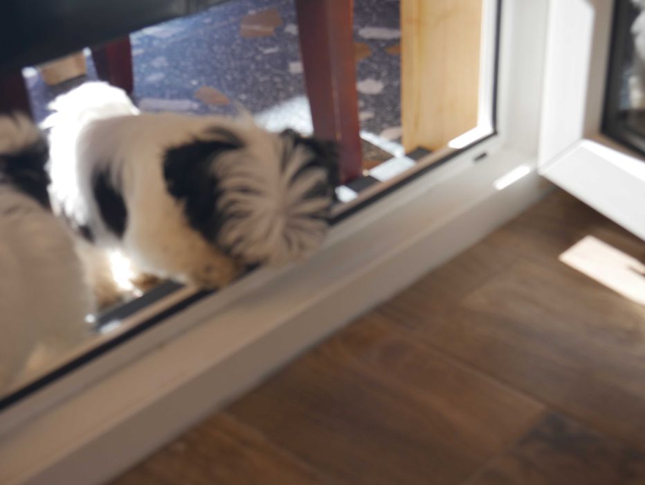 SHIH TZU - suczka