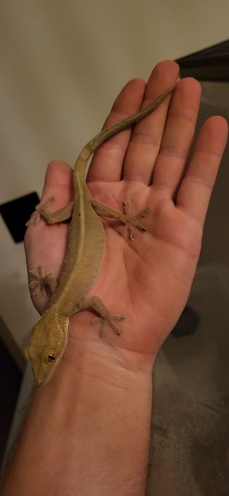 Jaszczurka Gekon paskowany Gekko vittatus