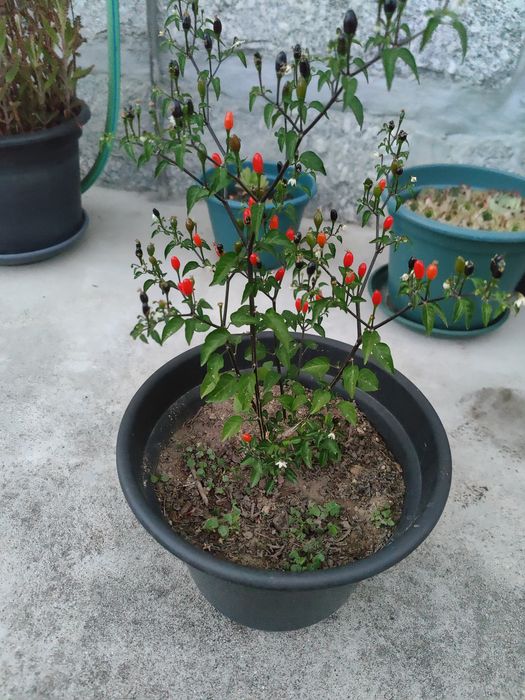 Planta gindungo / picante de Angola vários tamanhos
