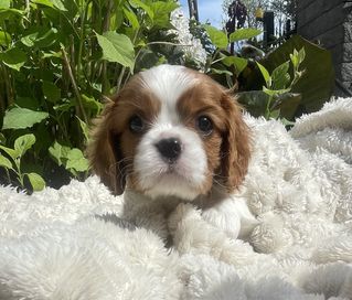 Samczyk Cavalier King Charles Spaniel