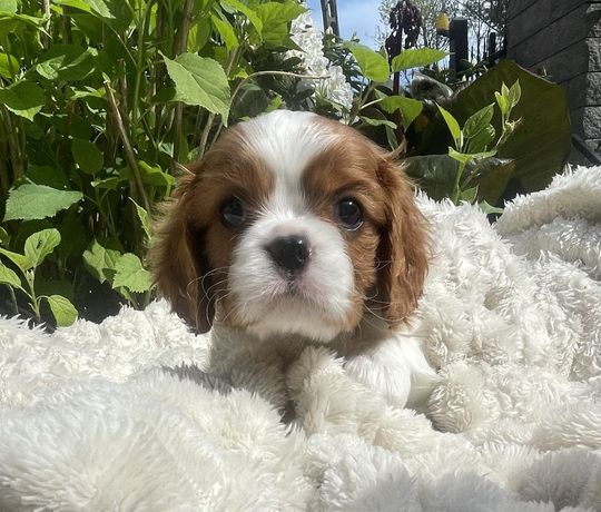 Samczyk Cavalier King Charles Spaniel