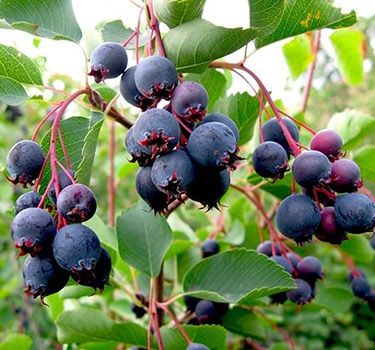 Ірга. Саджанці ірги