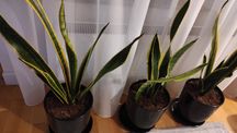 1 sanseveria, szable
