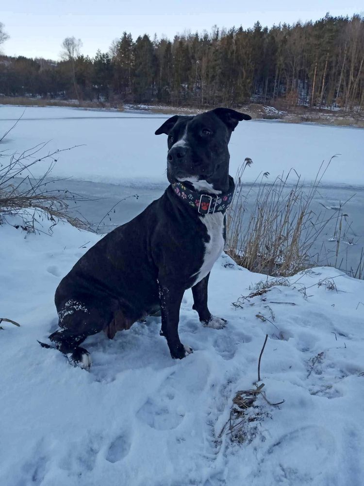 Urocza suczka rasy Amstaff szuka domku