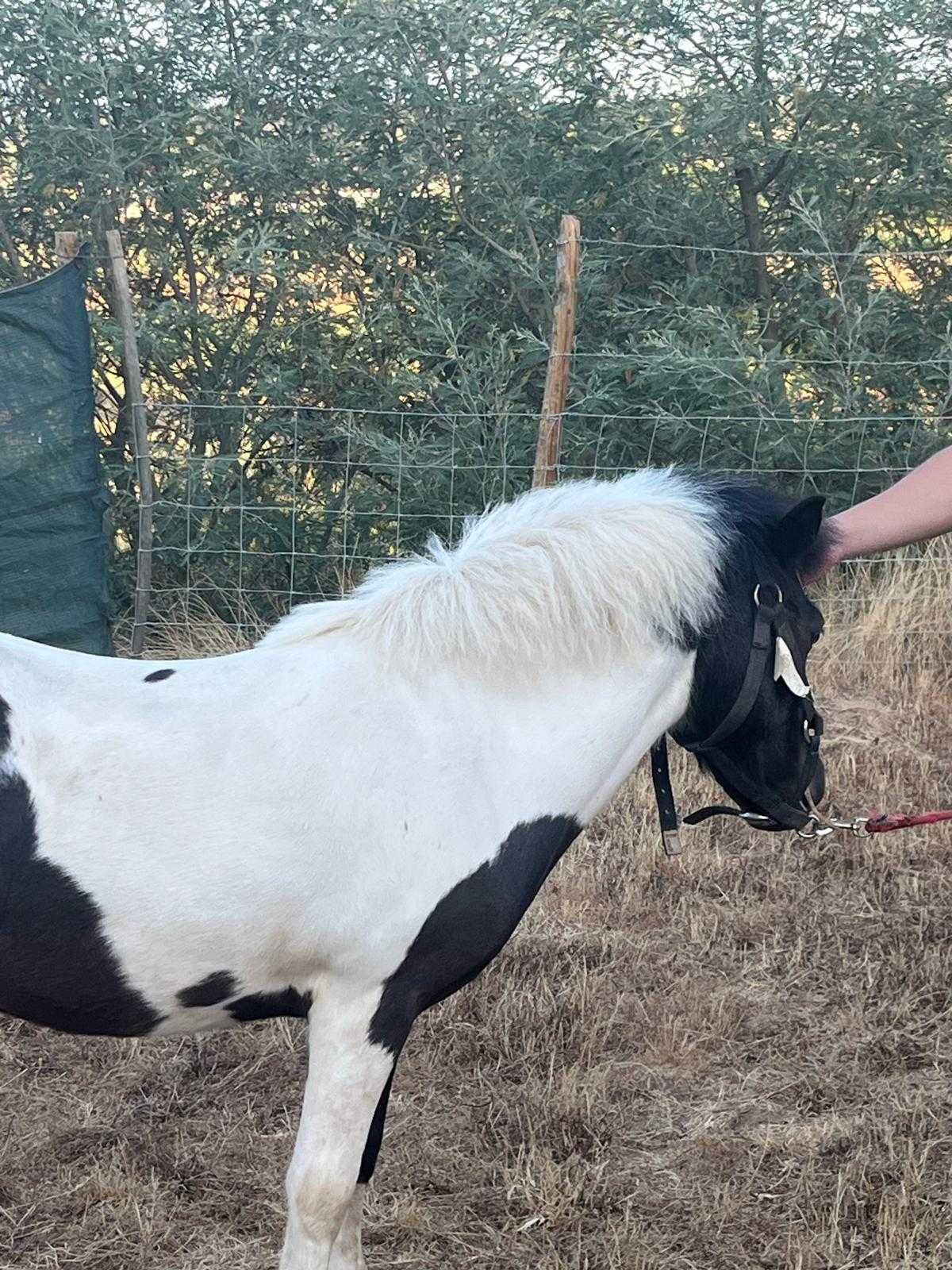 Ponei com mini charrete para venda