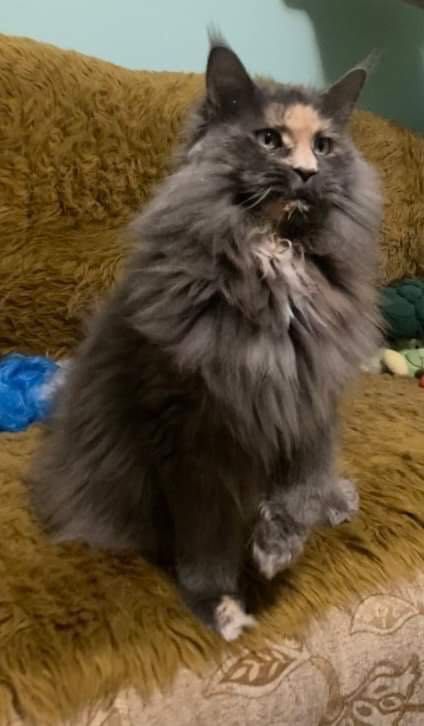 Maine Coon - kotka po imporcie !