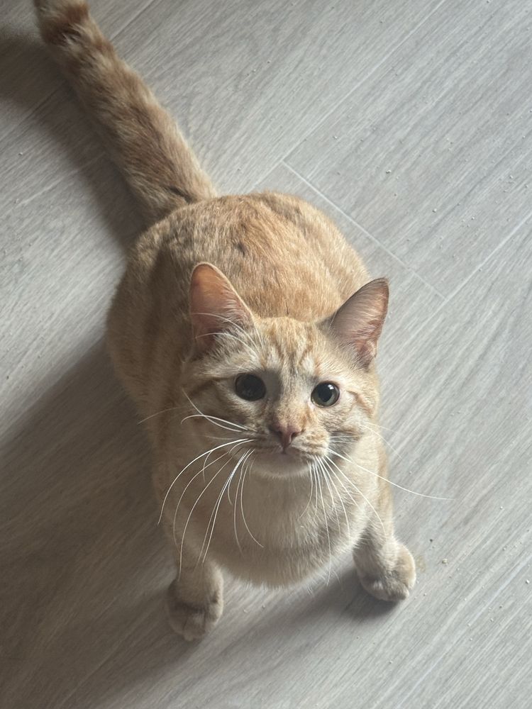 Котик шукає родину