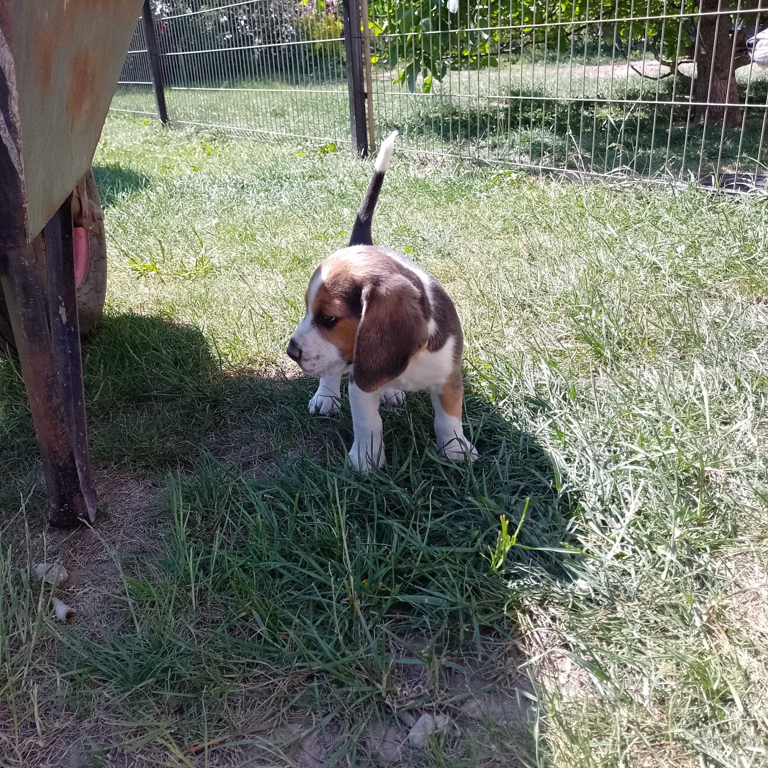 Sprzedam szczeniaczka rasy Beagle