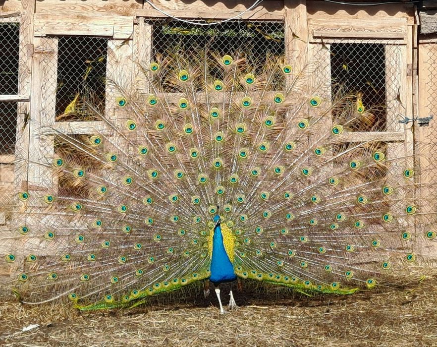 Клітка для птахів.Папуг. Каліта. Монахи.