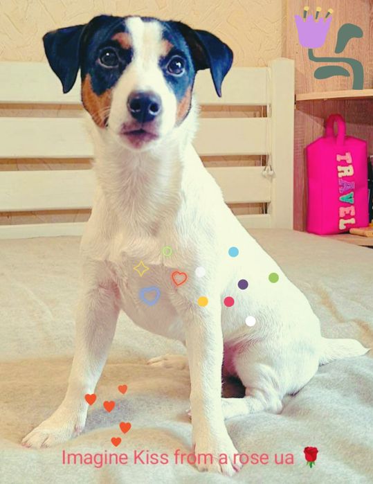 Чарівна дівчинка Джек Рассел тер'єр!