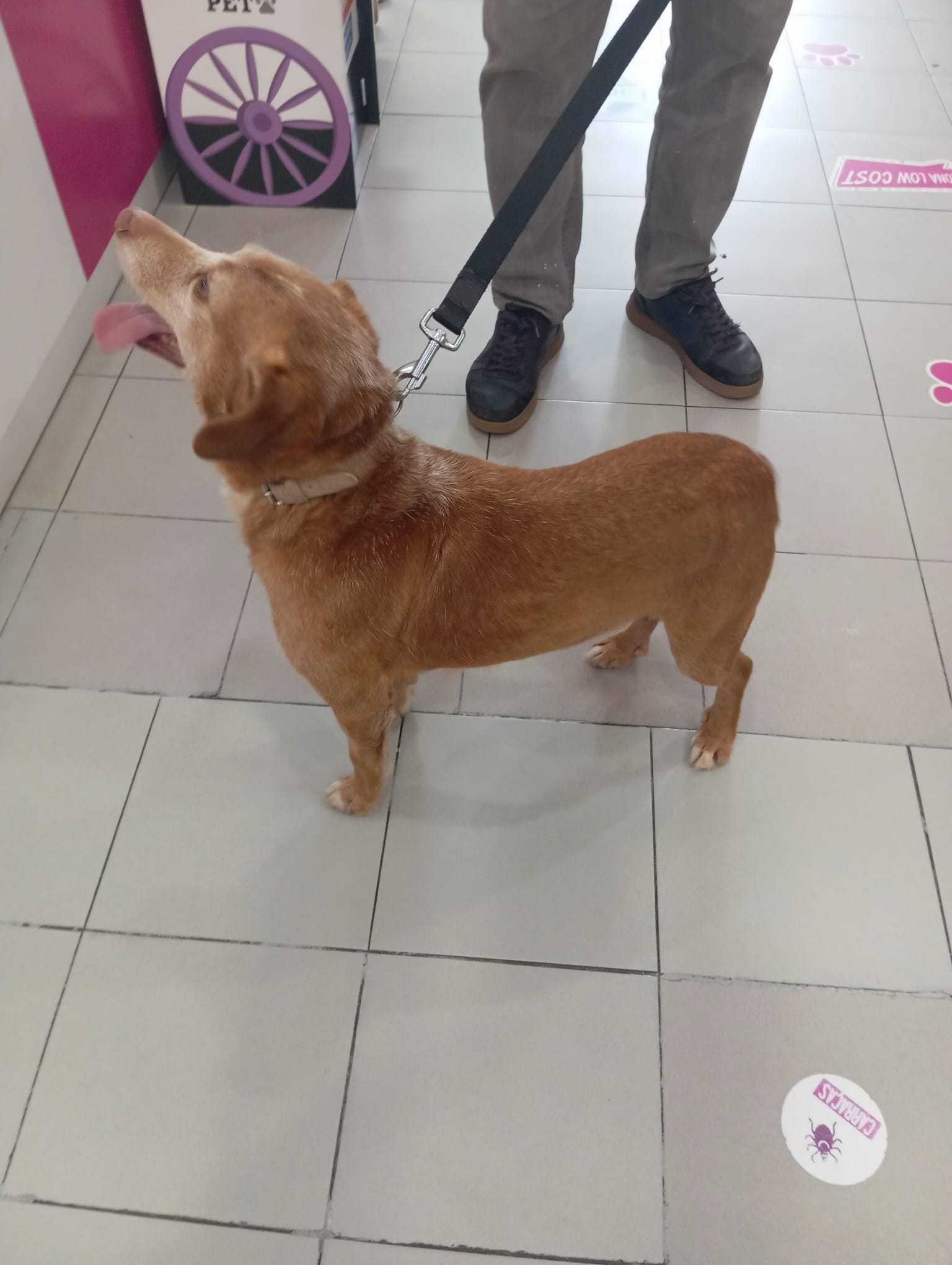 Spicy - Para Adopção